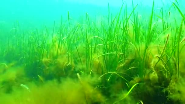 黒海の黒海の緑と赤藻 Zostera Enterforma Ulva Ceramium Polisiphonia Cladophora — ストック動画