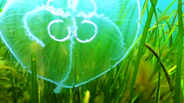 Medusas Comunes Medusas Lunares Aurelia Aurita Nada Sobre Algas Mar — Vídeos de Stock