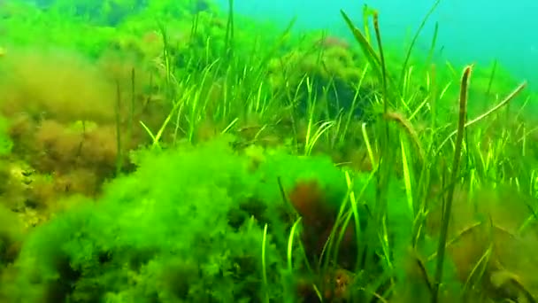 Algas Verdes Vermelhas Mar Negro Zostera Enteromorpha Ulva Ceramium Polisiphonia — Vídeo de Stock