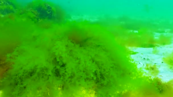 Karadeniz Yeşil Kırmızı Algler Enteromorpha Ulva Seramium Polisiphonia Cladophora — Stok video