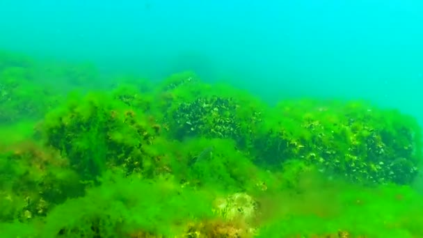 Algas Verdes Rojas Del Mar Negro Enteromorpha Ulva Ceramium Polisiphonia — Vídeo de stock