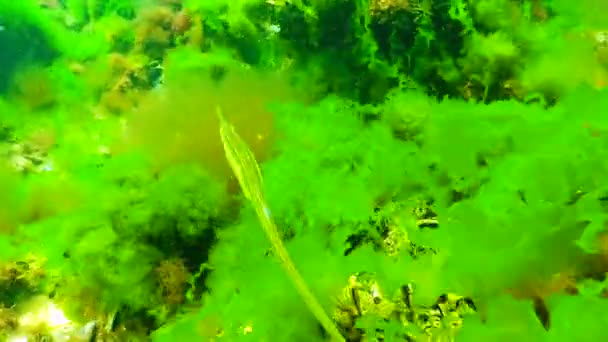 黑海地区的鱼 海藻丛林中的宽鼻龙 Syngnathus Typhle — 图库视频影像