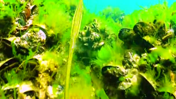 Рыба Черного Моря Широконосые Рыбки Syngnathus Typhle Зарослях Морских Водорослей — стоковое видео