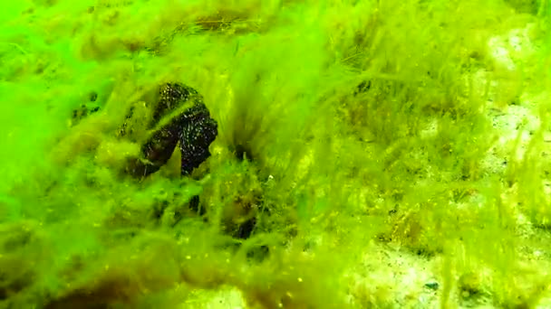 Caballo Mar Hocico Corto Hipocampo Hipocampo Mar Negro Ucrania — Vídeos de Stock