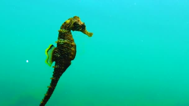 Korte Snouted Seahorse Hippocampus Hippocampus Zwarte Zee Oekraïne — Stockvideo