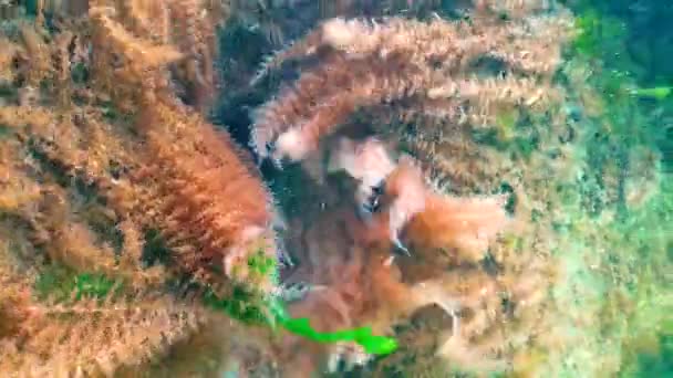 水溶性息肉 Obelia 在黑海的波浪中摇曳 黑海地区 — 图库视频影像