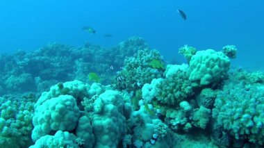 Kızıl Deniz 'in faunası. Kızıl Deniz 'deki bir mercan resifinin statik videosu. Balıklar ve mercanlarla dolu güzel bir su altı arka planı.