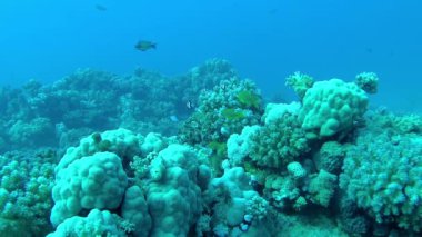 Kızıl Deniz 'in faunası. Kızıl Deniz 'deki bir mercan resifinin statik videosu. Balıklar ve mercanlarla dolu güzel bir su altı arka planı.
