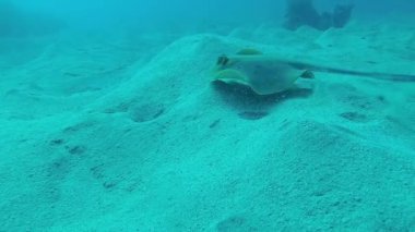 (Bluespotted Ribbontail vatozu, Kızıl Deniz 'deki mercanlar, Marsa Alam ve Mısır' daki mercanlar arasında yer alır. Kızıl Deniz Balığı