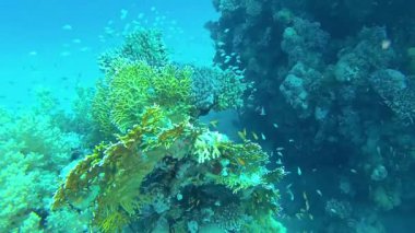 Ateş mercanları (Millepora) ve birçok tropikal balık bir mercan resifinde avlanır ve yüzerler. Kızıl Deniz