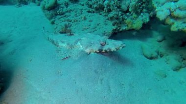 Kızıl Deniz Balığı. (Papilloculiceps longiceps), Abu Dabb, Mısır