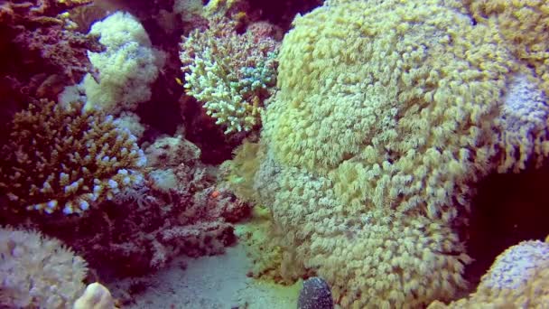 Los Tentáculos Ola Coral Arroyo Agua Vídeo Estático Arrecife Coral — Vídeos de Stock