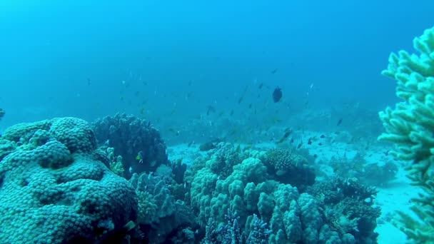 红海的动物 红海一个珊瑚礁的静态录像 有鱼类和珊瑚的漂亮的水下背景 — 图库视频影像