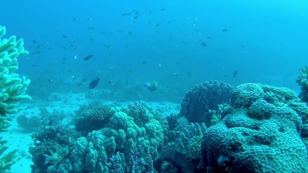 Fauna Del Mar Rosso Video Statico Una Barriera Corallina Nel — Video Stock