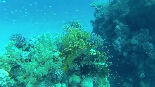 火のサンゴ ミレポラ と多くの熱帯魚狩りやサンゴ礁の上で泳ぐ — ストック動画