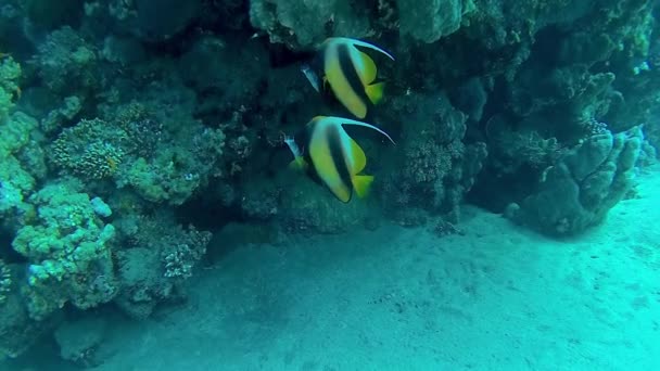 红海的鱼 红海旗鱼 Heniochus Intermediate 鱼在珊瑚礁上游动 — 图库视频影像