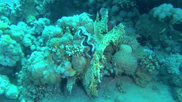 Małż Tridacna Maxima Hodowany Wśród Koralowców Rafie Morzu Czerwonym Egipt — Wideo stockowe