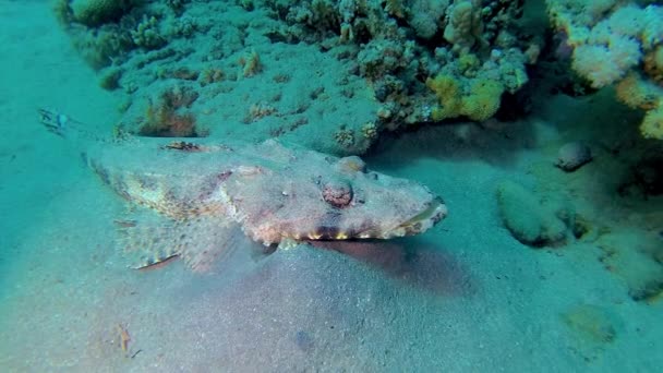 Pesce Del Mar Rosso Sdraiato Sul Fondo Tappeto Testa Piatta — Video Stock