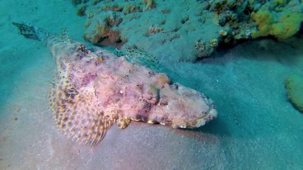 Röda Havets Fisk Ligger Botten Mattan Flatthead Papilloculiceps Longiceps Abu — Stockvideo
