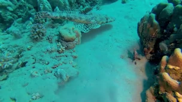 Pesce Del Mar Rosso Sdraiato Sul Fondo Tappeto Testa Piatta — Video Stock