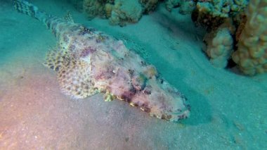 Kızıl Deniz Balığı. (Papilloculiceps longiceps), Abu Dabb, Mısır