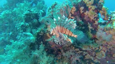 Sıradan aslan balığı (Pterois volitans), bir mercan resifinin üzerinde avlanır ve yüzer. Kızıl Deniz, Mısır