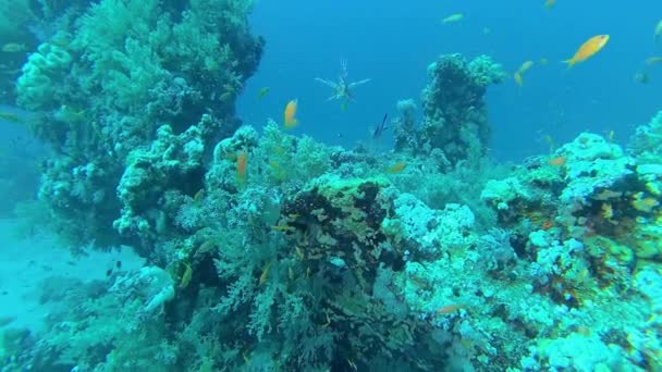 Sıradan Aslan Balığı Pterois Volitans Bir Mercan Resifinin Üzerinde Avlanır — Stok video