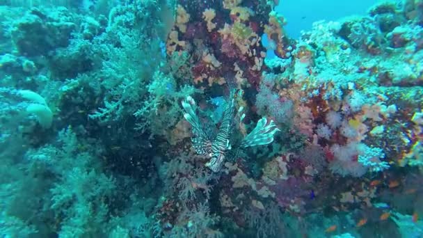 Sıradan Aslan Balığı Pterois Volitans Bir Mercan Resifinin Üzerinde Avlanır — Stok video