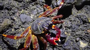 Kıyı yengeci, Kızıl Deniz 'in kıyı resif bölgesinde taşların ve kumların arasında saklanır.