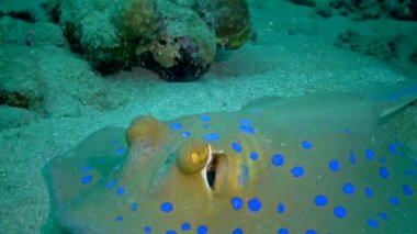 (Bluespotted Ribbontail vatozu, Kızıl Deniz 'deki mercanlar, Marsa Alam ve Mısır' daki mercanlar arasında yer alır. Kızıl Deniz Balığı