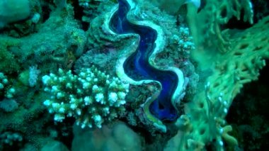 Bivalf (Tridacna Maxima) bivalf yumuşakçaları, Kızıldeniz, Mısır 'da mercanların arasında yetişir.