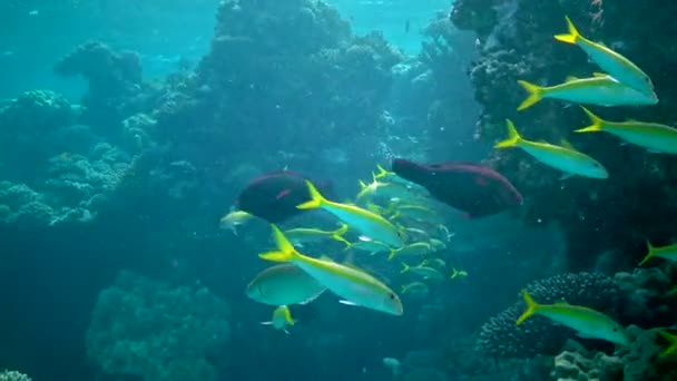 Yellowfin Goatfish Mulloides Vanicolensis Flock Fish Slowly Swims Coral Reef — Stock Video