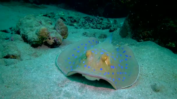 Taeniura Lymma Bluespotted Ribbontail Ray Βρίσκεται Στην Άμμο Επιπλέει Μεταξύ — Αρχείο Βίντεο