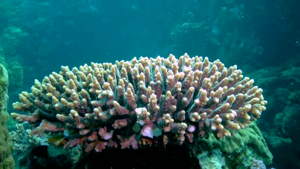 Grande Coral Pedregoso Recife Coral Colorido Com Peixes Tropicais Mar — Vídeo de Stock