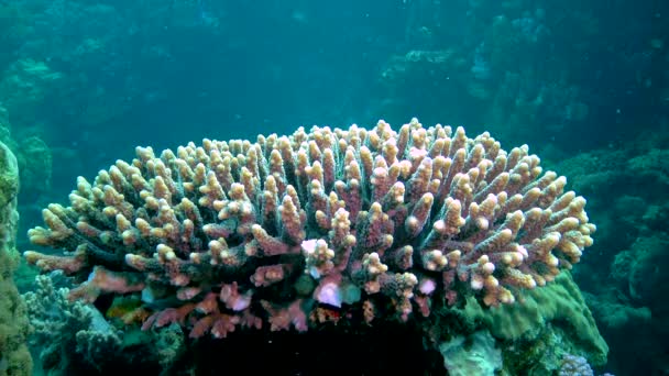 Stor Stenig Korall Det Färgglada Korallrevet Med Tropisk Fisk Röda — Stockvideo