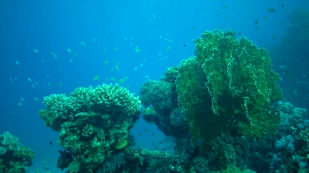 Kolorowa Rafa Koralowa Tropikalnymi Rybami Wybrzeżu Morza Czerwonego Egipt — Wideo stockowe