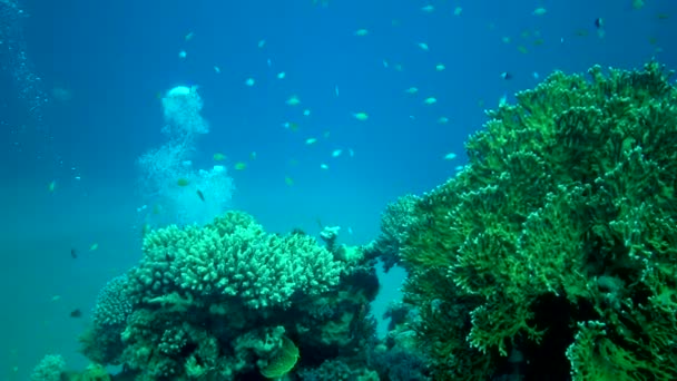 Πολύχρωμο Κοραλλιογενή Ύφαλο Τροπικά Ψάρια Στην Παράκτια Περιοχή Στην Ερυθρά — Αρχείο Βίντεο