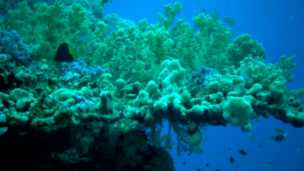 Färgglada Korallrev Med Tropisk Fisk Kustområdet Röda Havet Egypten — Stockvideo