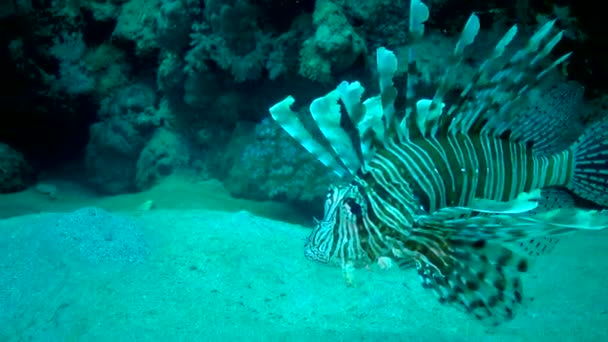 Gewone Leeuwenvis Pterois Volitans Vissen Jagen Zwemmen Een Koraalrif Rode — Stockvideo