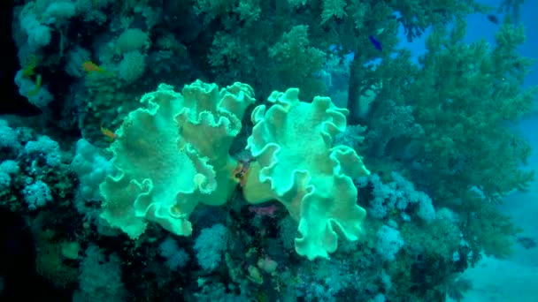 Renkli Bir Mercan Resifinde Büyük Yumuşak Mercanlar Kızıl Deniz Mısır — Stok video