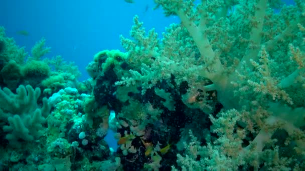 Красочный Коралловый Риф Тропической Рыбой Прибрежной Зоне Красного Моря Египет — стоковое видео