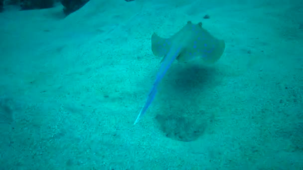 Taeniura Lymma Bluespotted Spitzschwanzrochen Liegt Auf Sand Oder Schwimmt Zwischen — Stockvideo