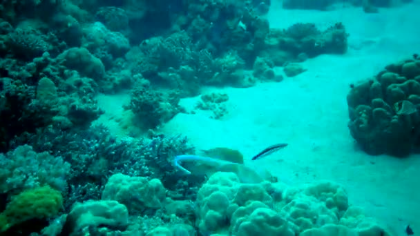 Taeniura Lymma Bluespotted Ribbontail Paprsek Leží Písku Nebo Plave Mezi — Stock video