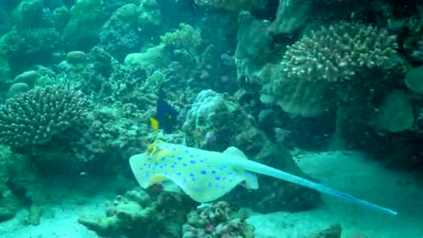 Taeniura Lymma Raie Ribbontail Taches Bleues Trouve Sur Sable Flotte — Video