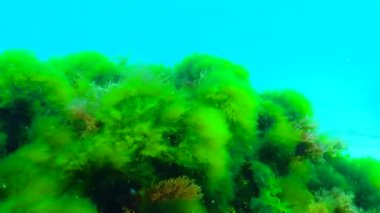 Karadeniz 'de yeşil ve kırmızı algler (Enteromorpha, Ulva, Seramium, Polisiphonia, Cladophora)