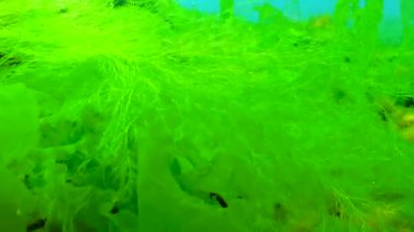 Karadeniz 'de yeşil ve kırmızı algler (Enteromorpha, Ulva, Seramium, Polisiphonia, Cladophora)