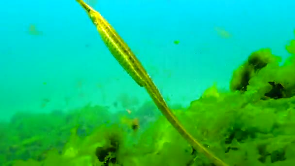 Fish Black Sea Broad Nosed Pipefish Syngnathus Typhle Thickets Seaweed — Stock Video