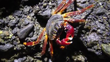 Kıyı yengeci, Kızıl Deniz 'in kıyı resif bölgesinde taşların ve kumların arasında saklanır.