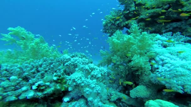 Kolorowa Rafa Koralowa Tropikalnymi Rybami Wybrzeżu Morza Czerwonego Egipt — Wideo stockowe
