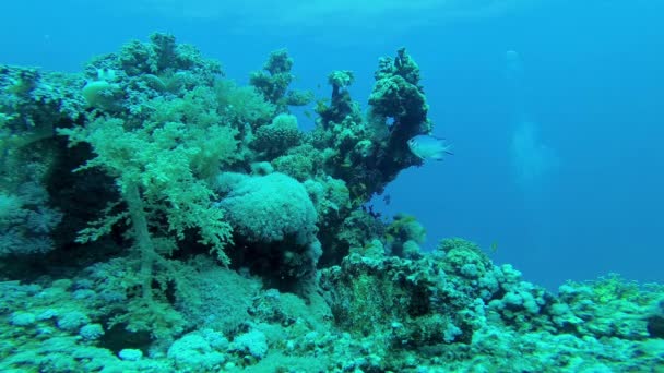 Barevný Korálový Útes Tropickými Rybami Pobřežní Oblasti Rudém Moři Egypt — Stock video